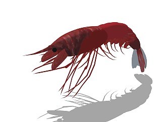 精品动物模型 龙虾 (2)